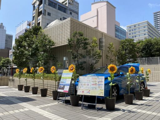 ３３　ひまわりミスト　１０鉢