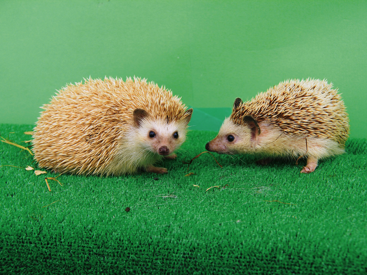 ０１　移動動物園【ふれあい動物園】