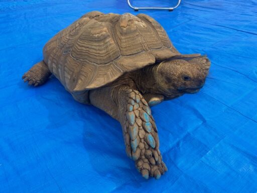 ０１　移動動物園【ふれあい動物園】