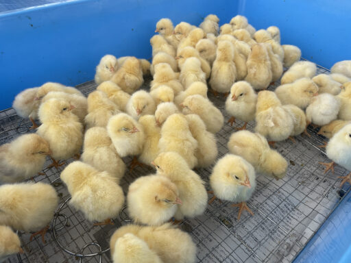 ０１　移動動物園【ふれあい動物園】